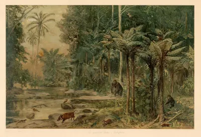 Equatorial Rainforest In West Africa