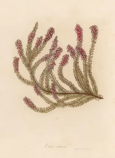 Erica Carnea