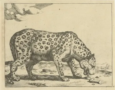Etend Luipaard Luipaarden