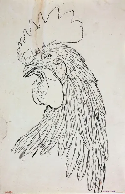 Etude De Coq