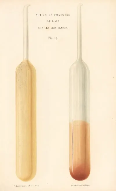 Etudes Sur Le Vin Pl 17