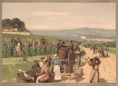 Europa Weinlese In Der Champagne