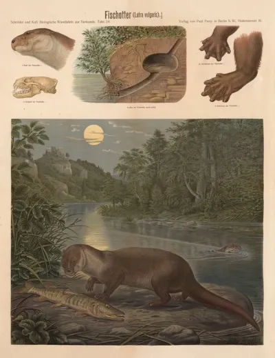 European Otter Lutra Vulgaris
