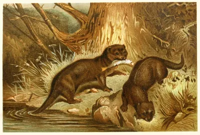 European Otter