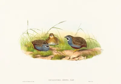 Excalftoria Minima Blue Breasted Quail