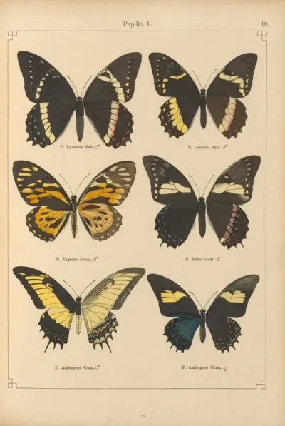 Exotische Schmetterlinge Pl 010
