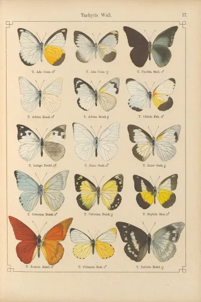 Exotische Schmetterlinge Pl 017