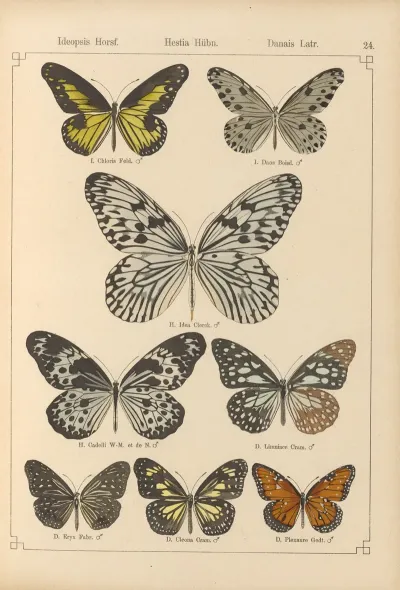 Exotische Schmetterlinge Pl 024