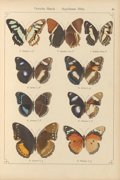 Exotische Schmetterlinge Pl 046