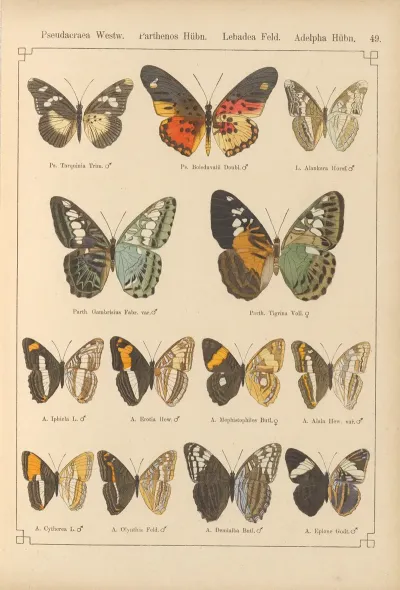Exotische Schmetterlinge Pl 049