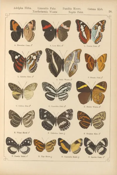 Exotische Schmetterlinge Pl 050