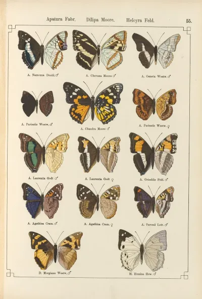 Exotische Schmetterlinge Pl 055