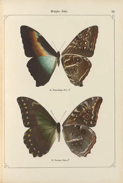 Exotische Schmetterlinge Pl 066