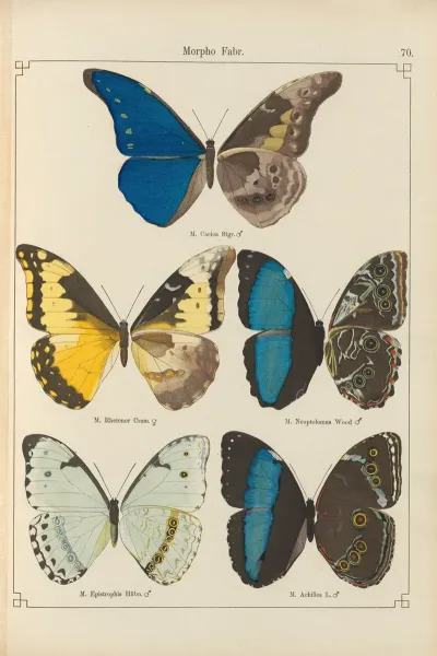 Exotische Schmetterlinge Pl 070