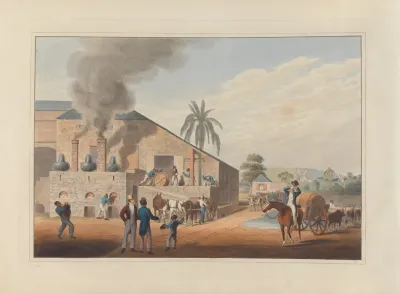 Exterior Of Curing House And Stills
