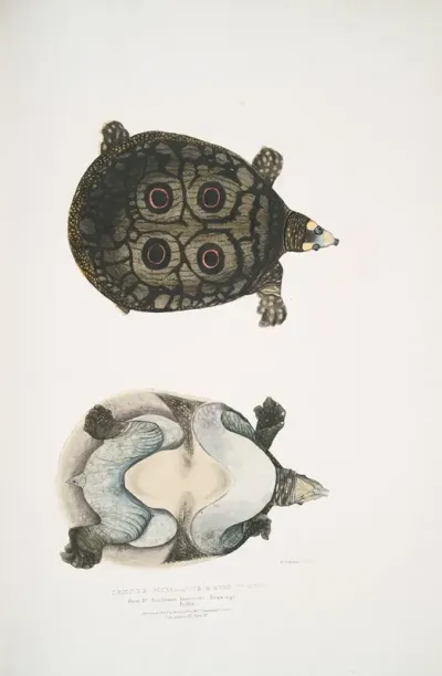 Eyed Trionyx Tryonix Ocellatus