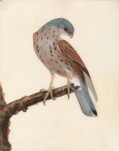 Falcon Hen Krestel
