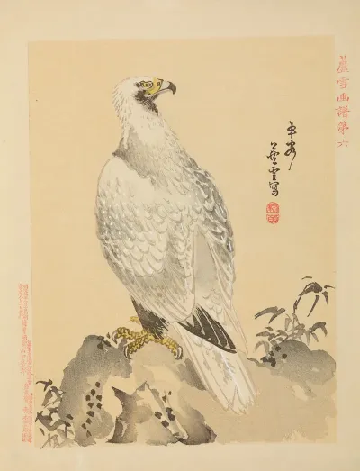 Falcon On A Rock