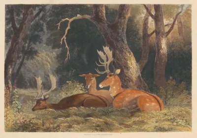 Fallow Deer 2