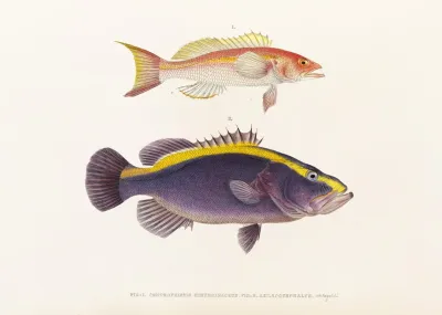 Fauna Japonica Pl 008