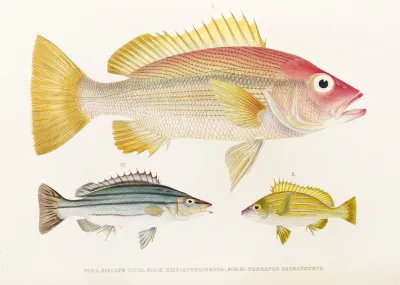Fauna Japonica Pl 009