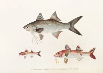 Fauna Japonica Pl 019