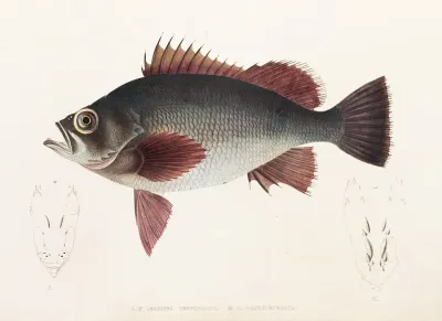 Fauna Japonica Pl 031