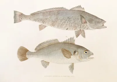 Fauna Japonica Pl 036