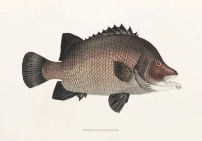 Fauna Japonica Pl 037
