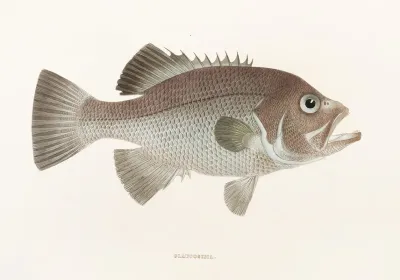 Fauna Japonica Pl 040