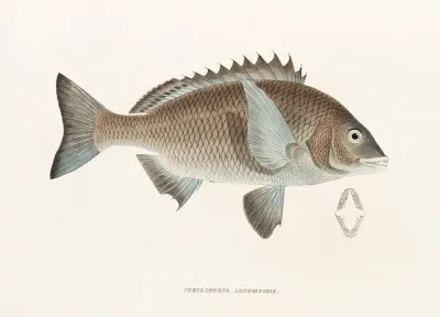 Fauna Japonica Pl 045