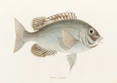 Fauna Japonica Pl 049