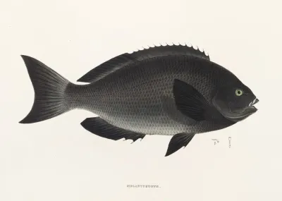 Fauna Japonica Pl 052