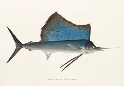 Fauna Japonica Pl 068