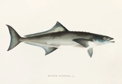 Fauna Japonica Pl 069
