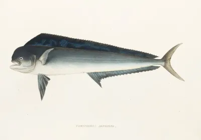 Fauna Japonica Pl 077