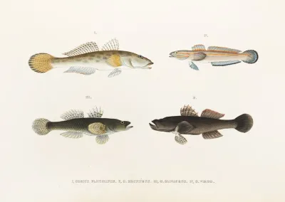 Fauna Japonica Pl 088