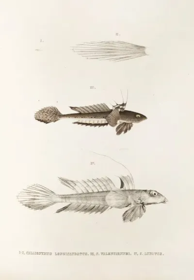 Fauna Japonica Pl 092