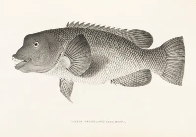 Fauna Japonica Pl 099