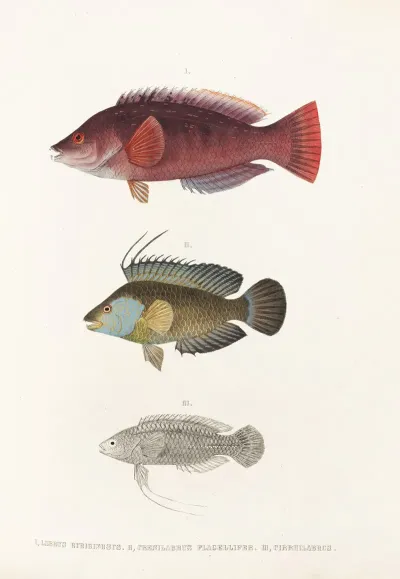 Fauna Japonica Pl 102