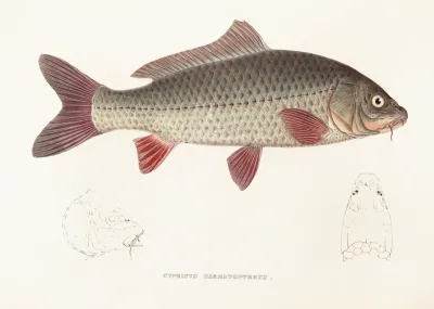 Fauna Japonica Pl 113