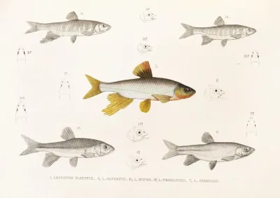 Fauna Japonica Pl 118