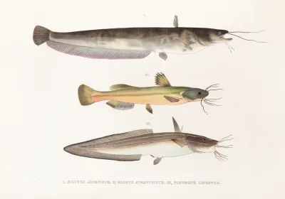 Fauna Japonica Pl 121
