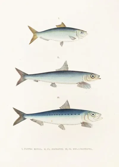 Fauna Japonica Pl 124