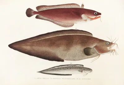 Fauna Japonica Pl 128