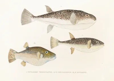 Fauna Japonica Pl 141