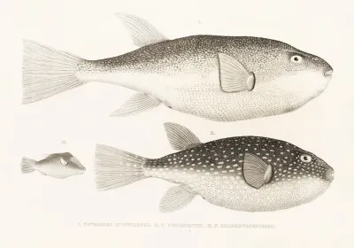 Fauna Japonica Pl 143