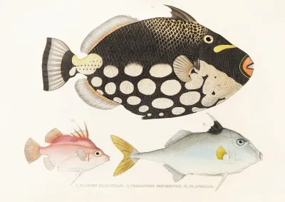 Fauna Japonica Pl 146