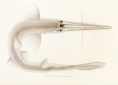 Fauna Japonica Pl 154