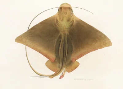 Fauna Japonica Pl 159